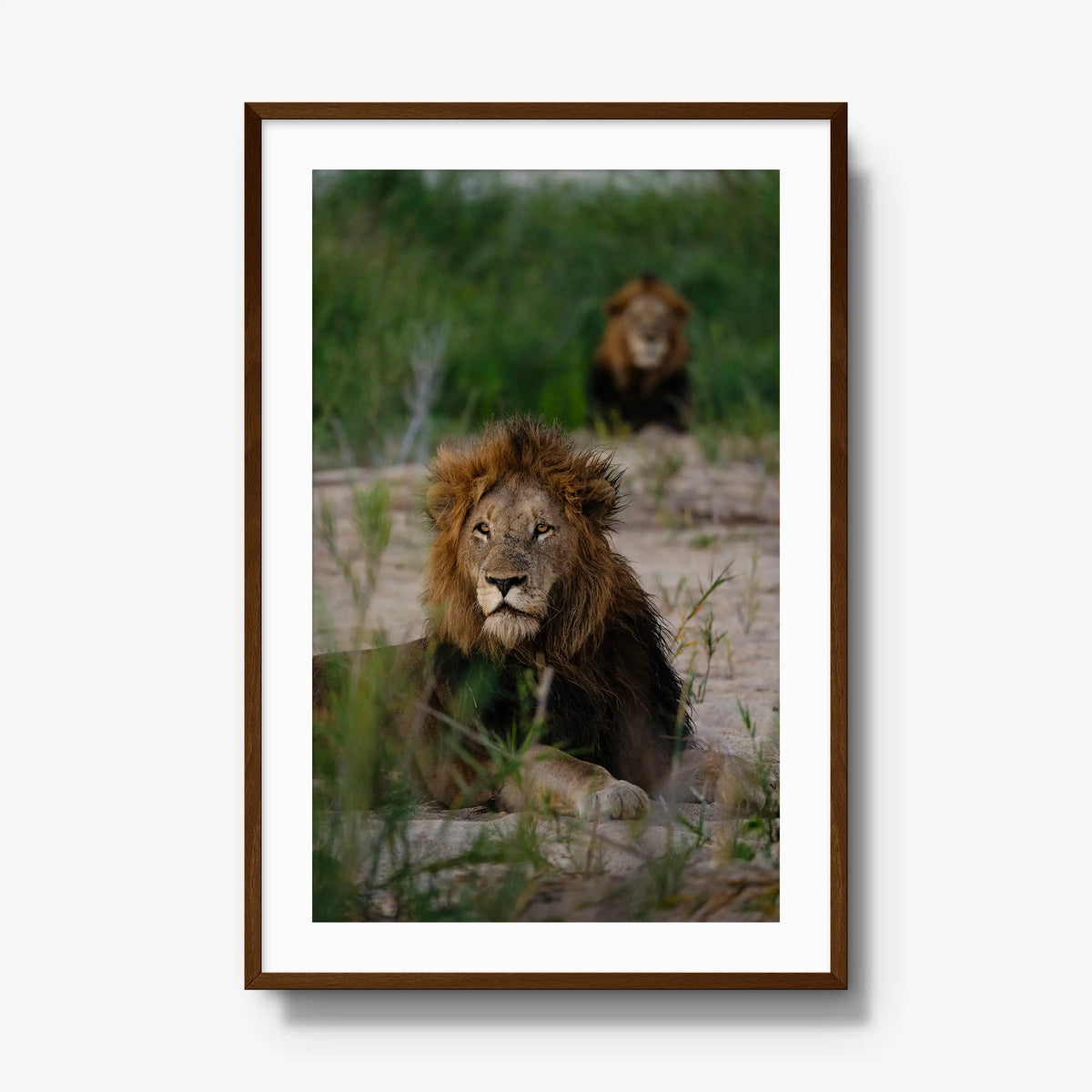 Coalition — gallery / brown / mat