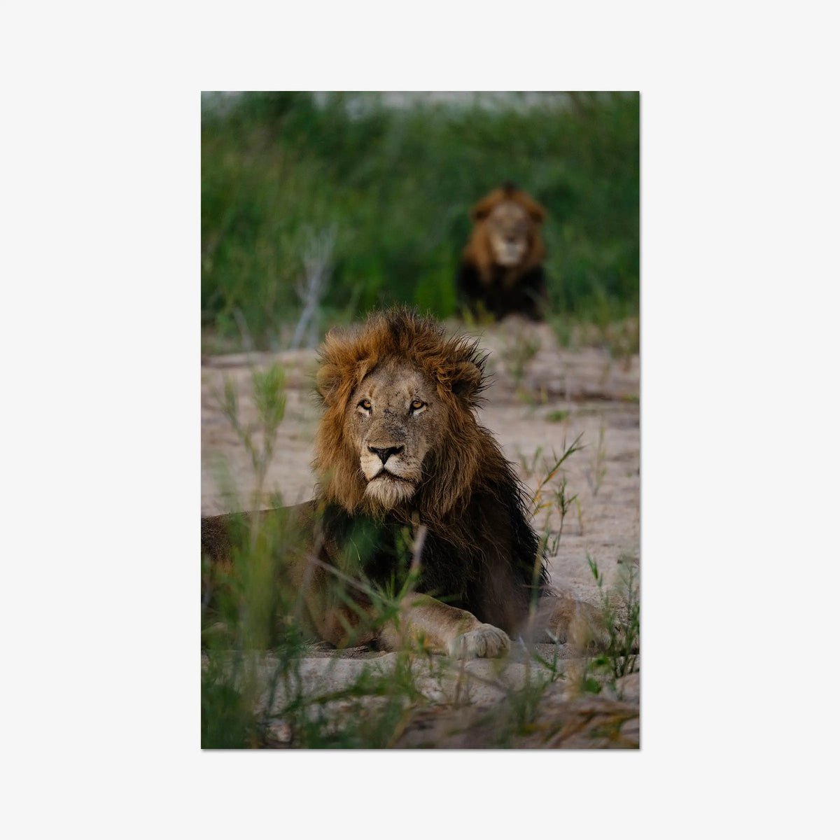 Coalition — gallery / print / n/a