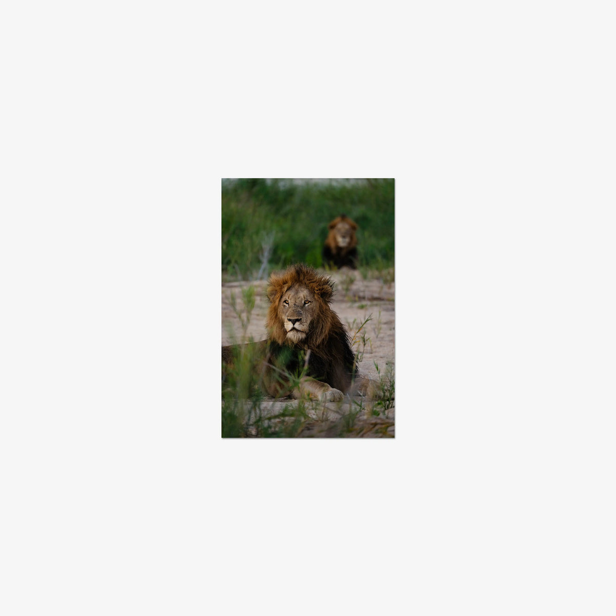Coalition — mini / print / n/a