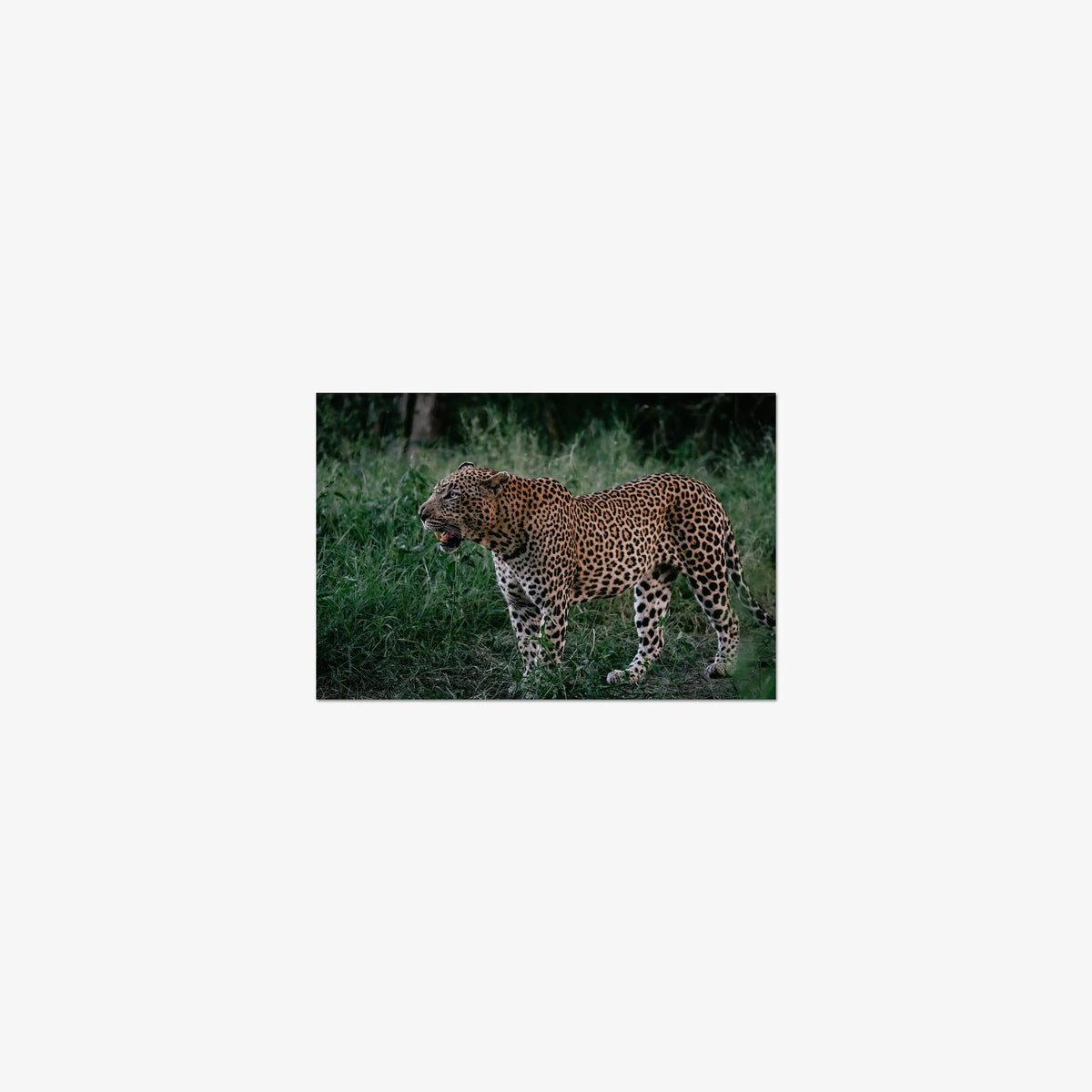 Hanyile Male — mini / print / n/a
