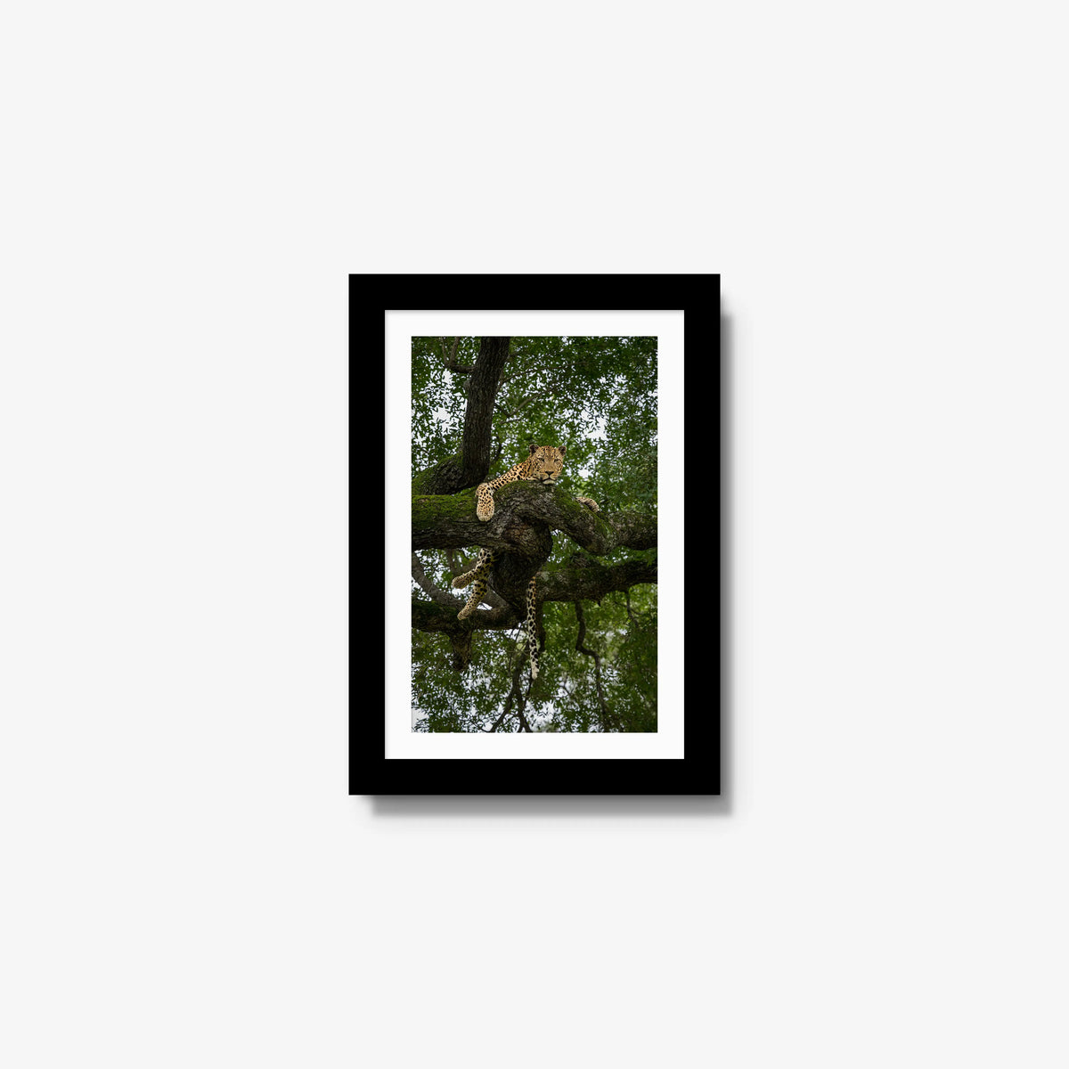 Held by the Branch — mini / black / mat