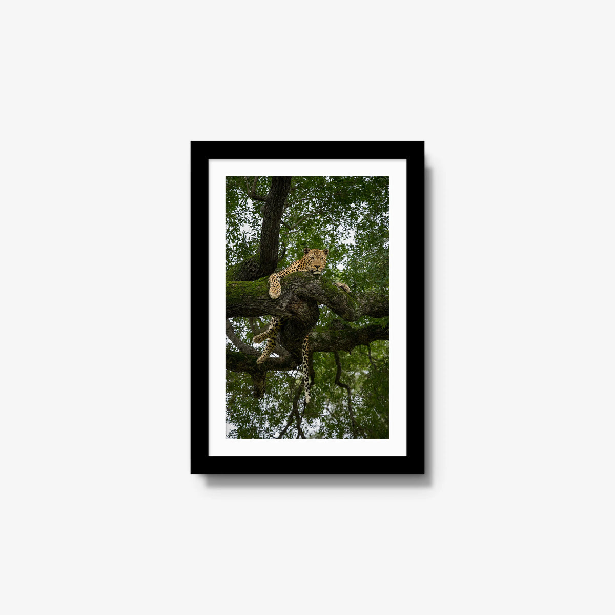 Held by the Branch — small / black / mat
