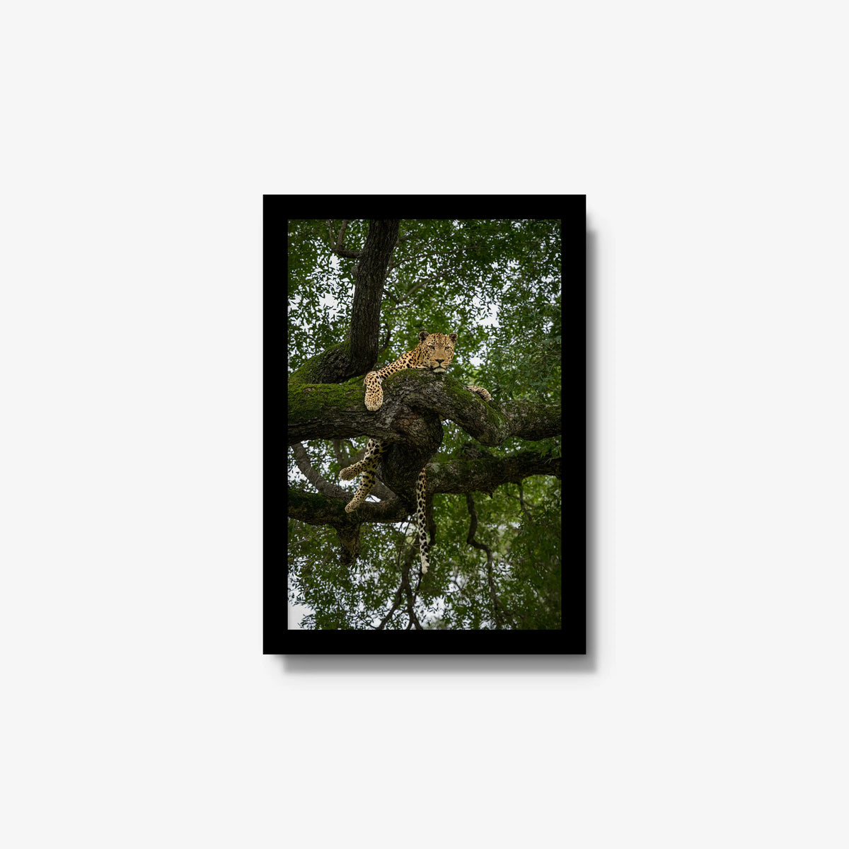 Held by the Branch — small / black / full