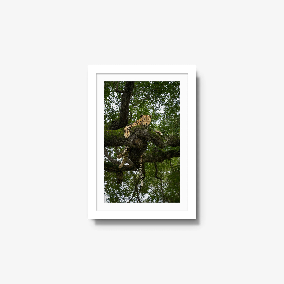 Held by the Branch — small / white / mat