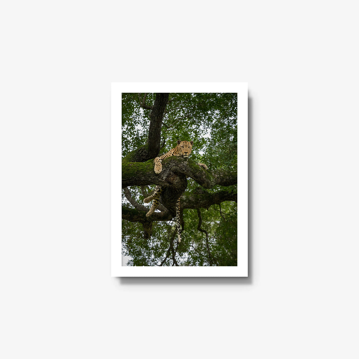 Held by the Branch — small / white / full