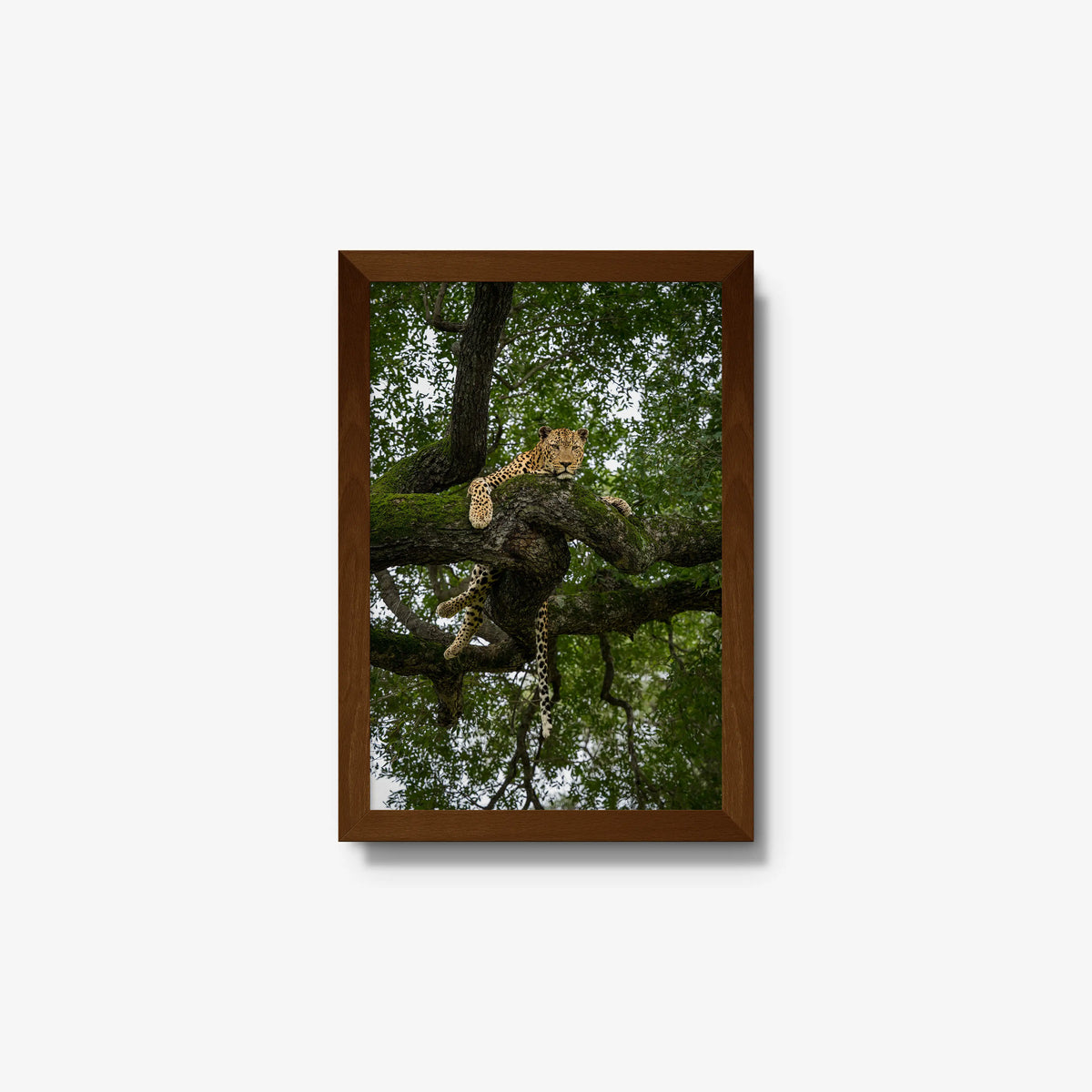 Held by the Branch — small / brown / full