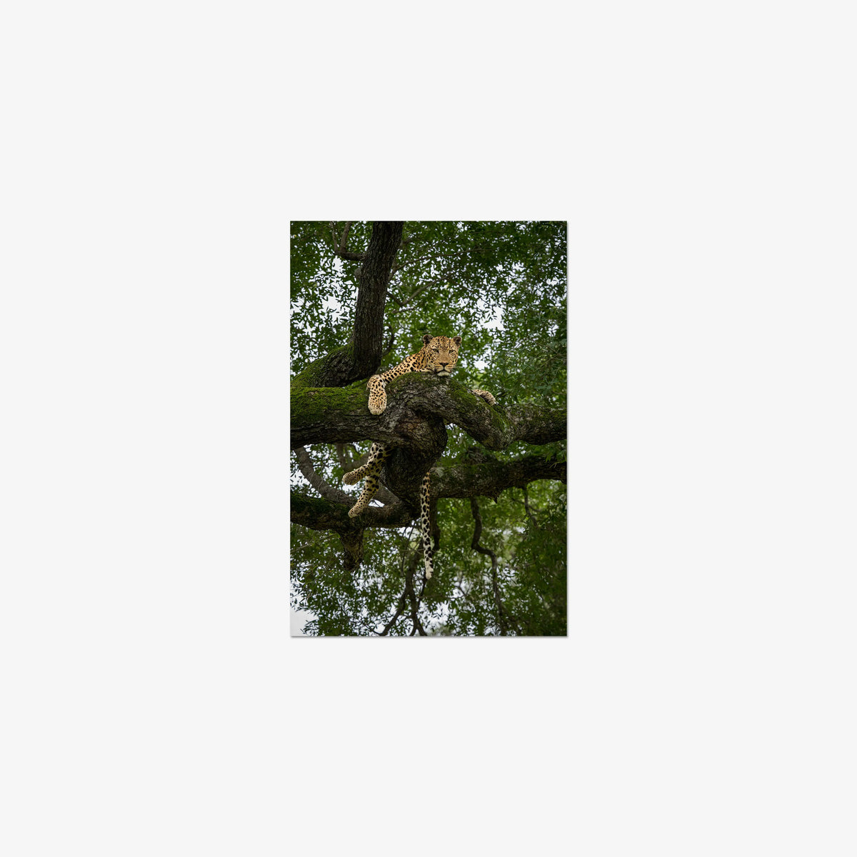 Held by the Branch — small / print / n/a