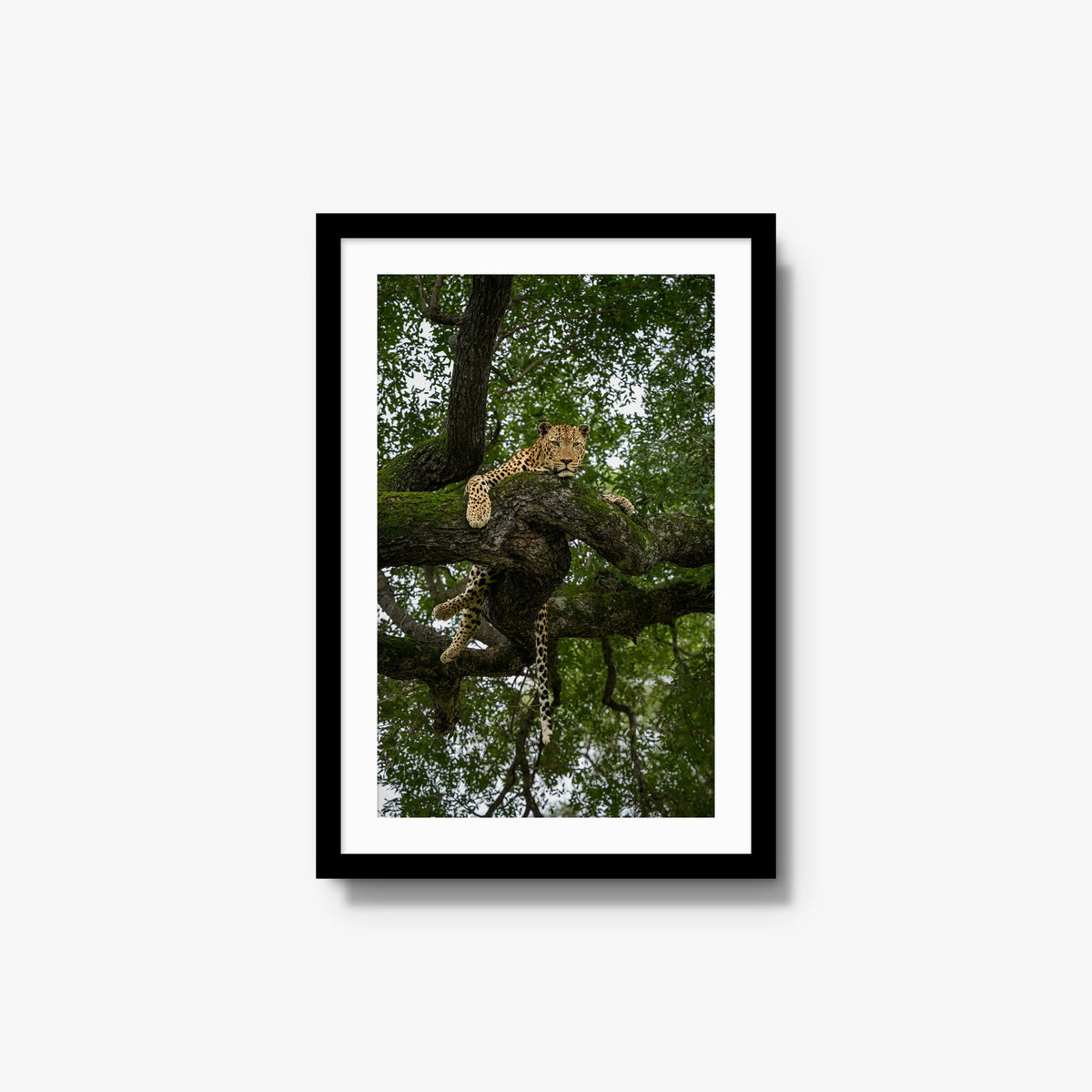 Held by the Branch — medium / black / mat