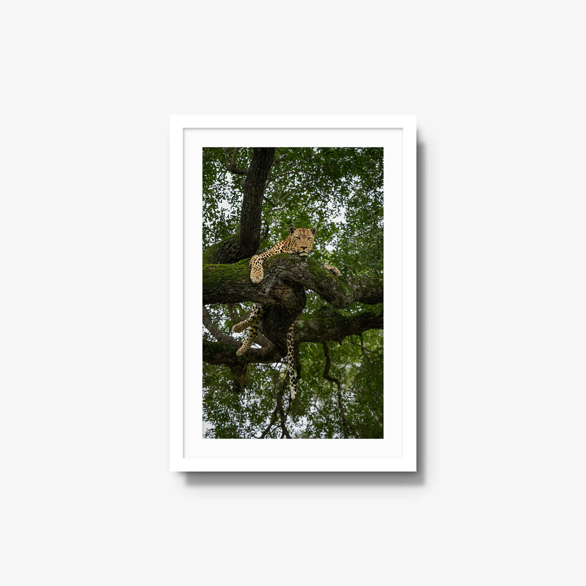 Held by the Branch — medium / white / mat