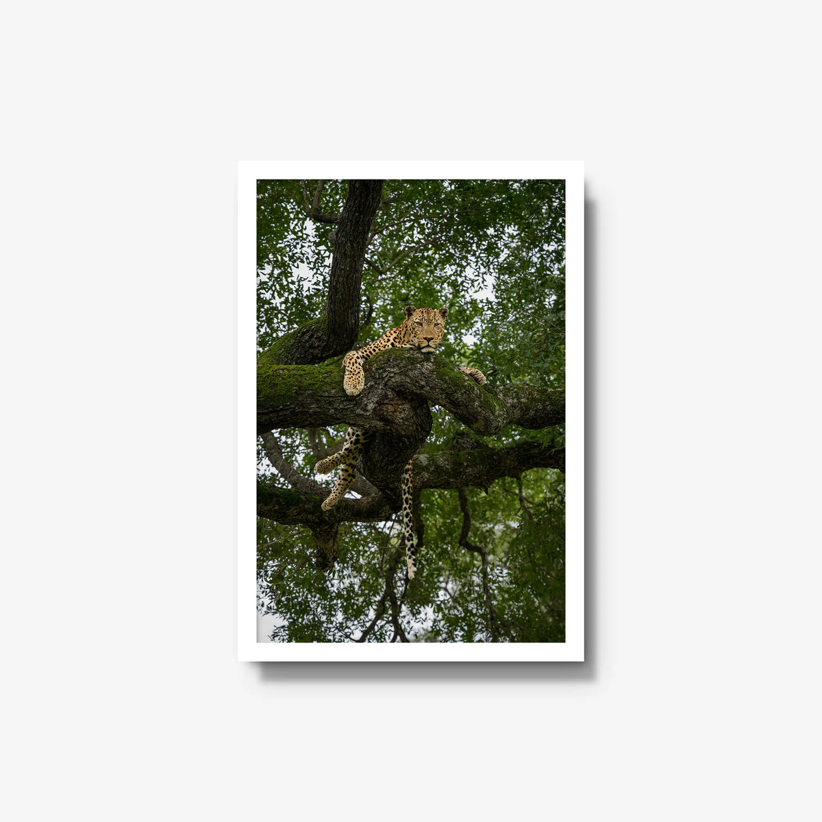 Held by the Branch — medium / white / full