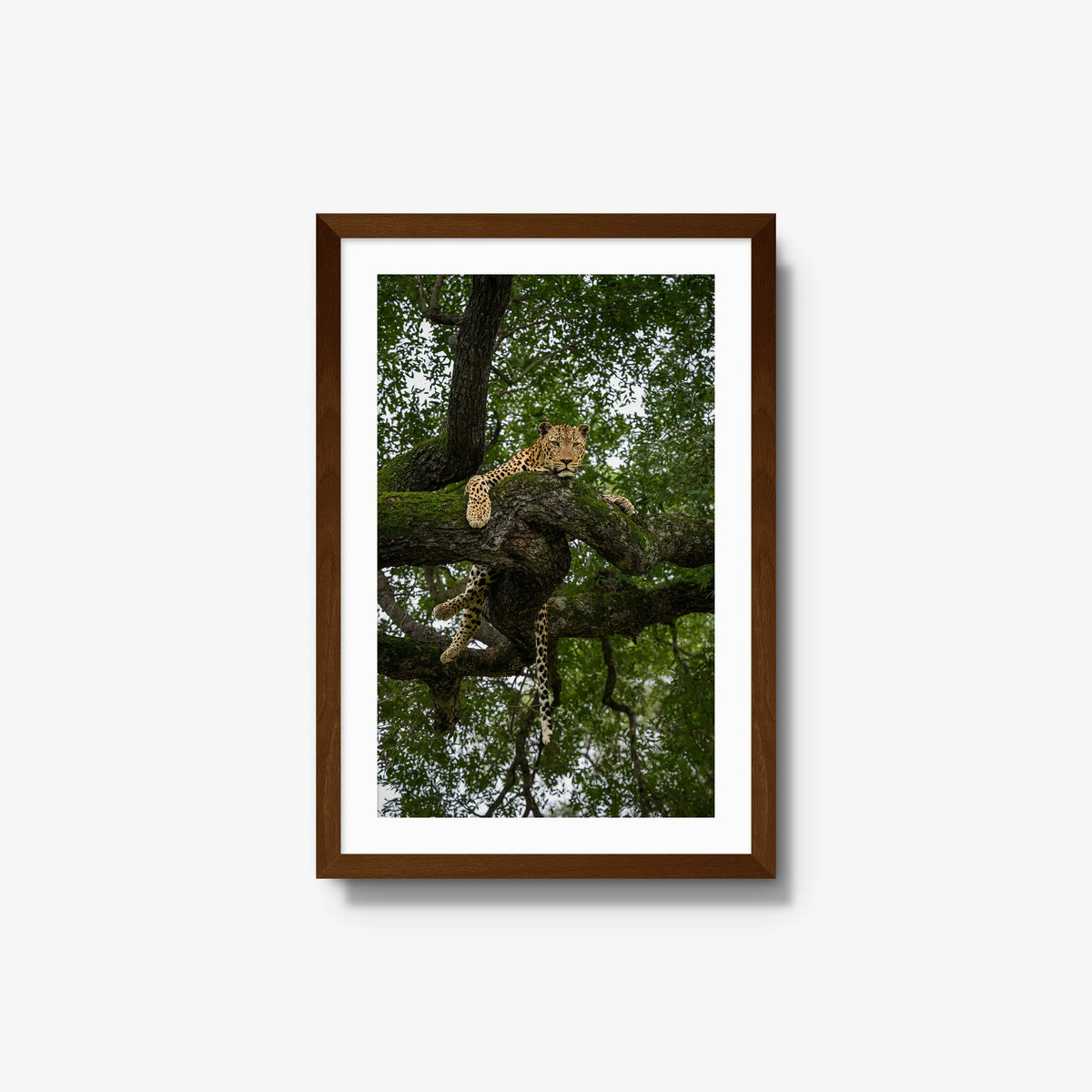 Held by the Branch — medium / brown / mat