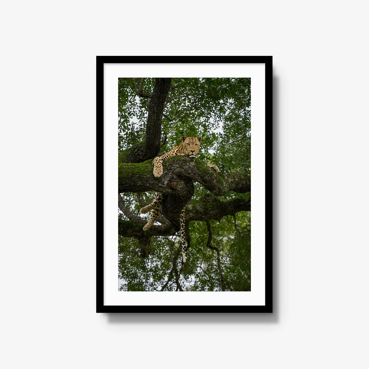 Held by the Branch — large / black / mat