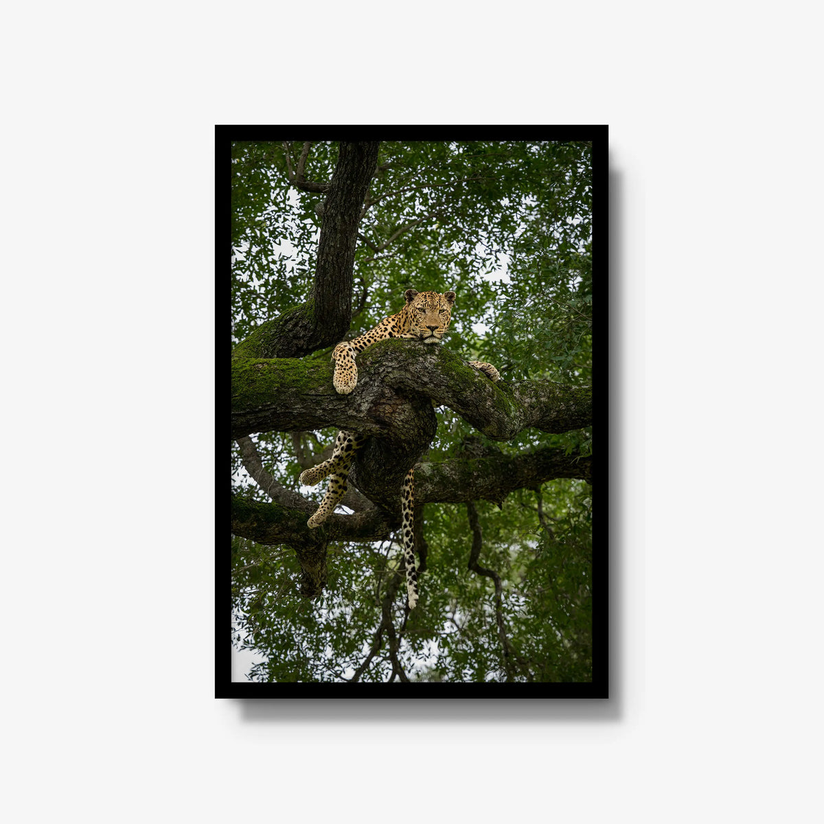 Held by the Branch — large / black / full