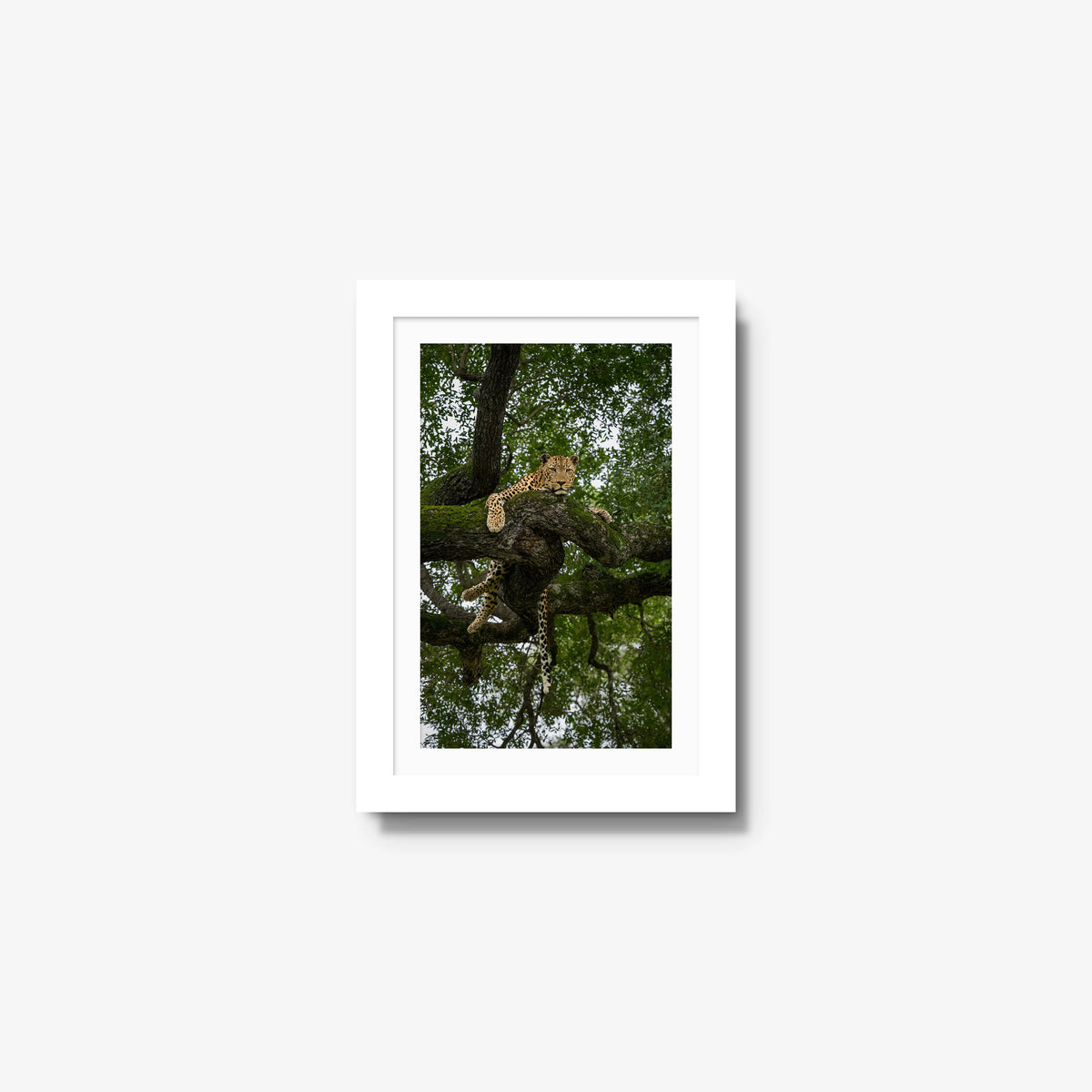 Held by the Branch — mini / white / mat