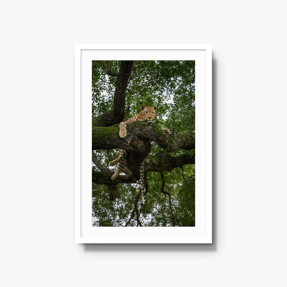 Held by the Branch — large / white / mat