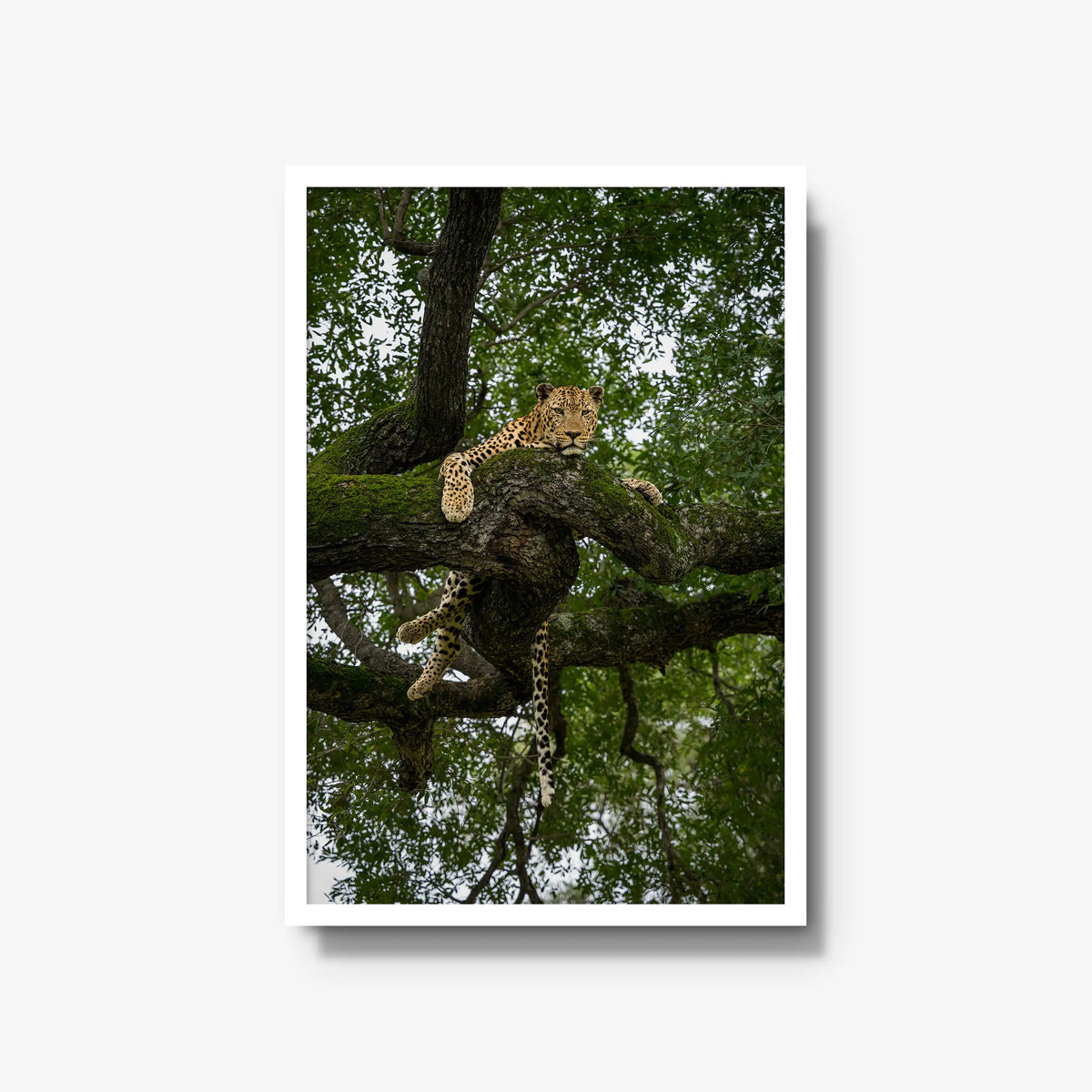 Held by the Branch — large / white / full