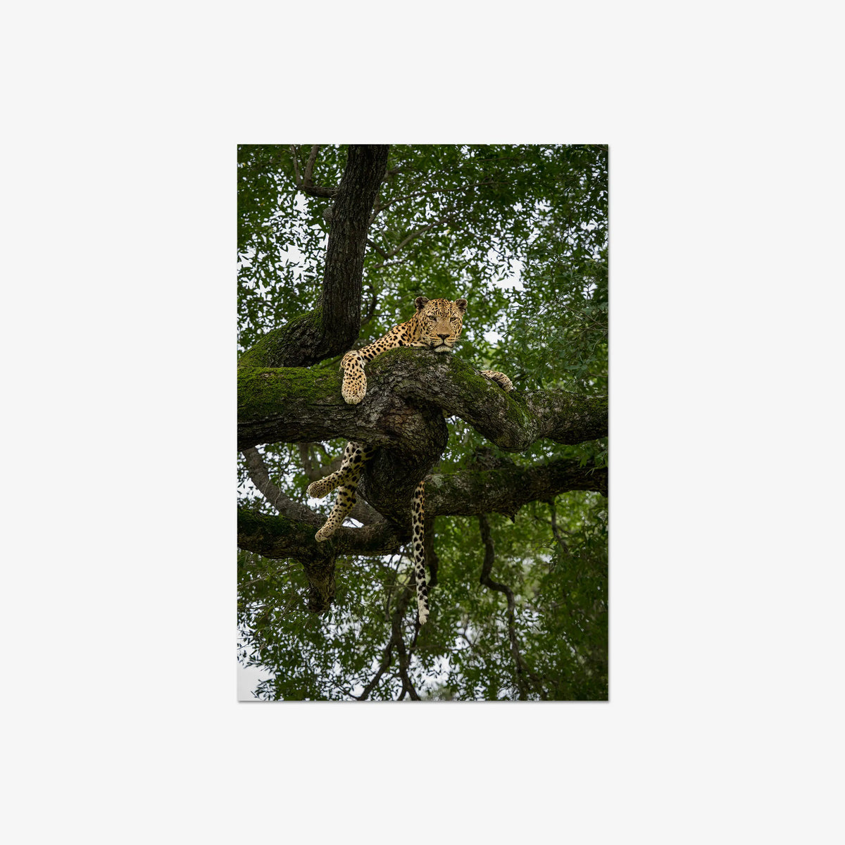 Held by the Branch — large / print / n/a