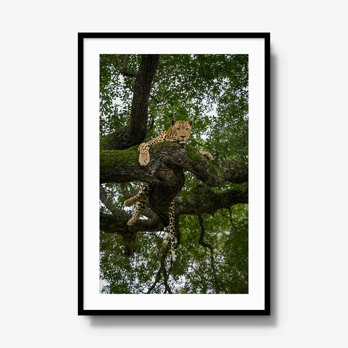 Held by the Branch — gallery / black / mat