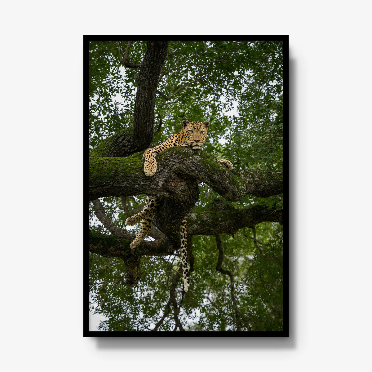 Held by the Branch — gallery / black / full