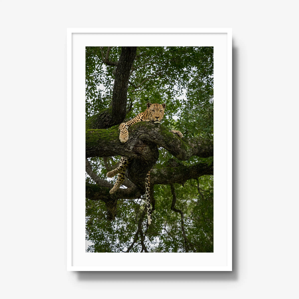 Held by the Branch — gallery / white / mat