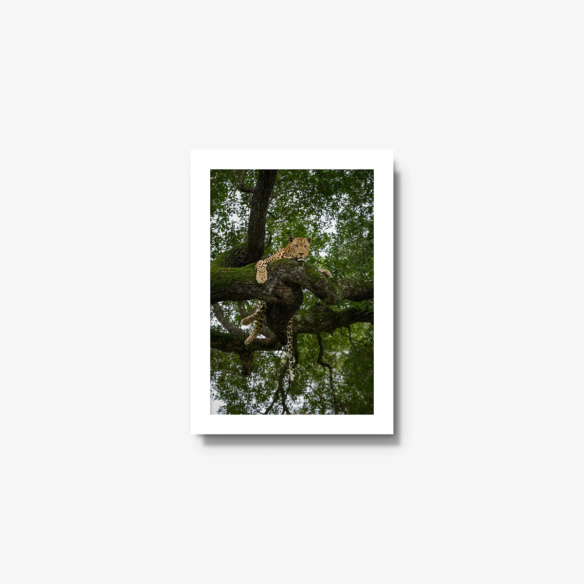 Held by the Branch — mini / white / full
