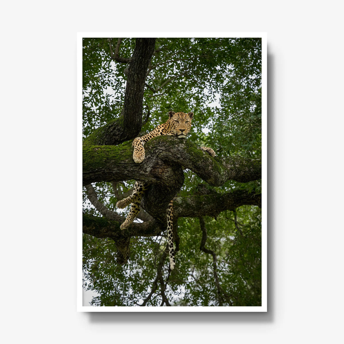 Held by the Branch — gallery / white / full