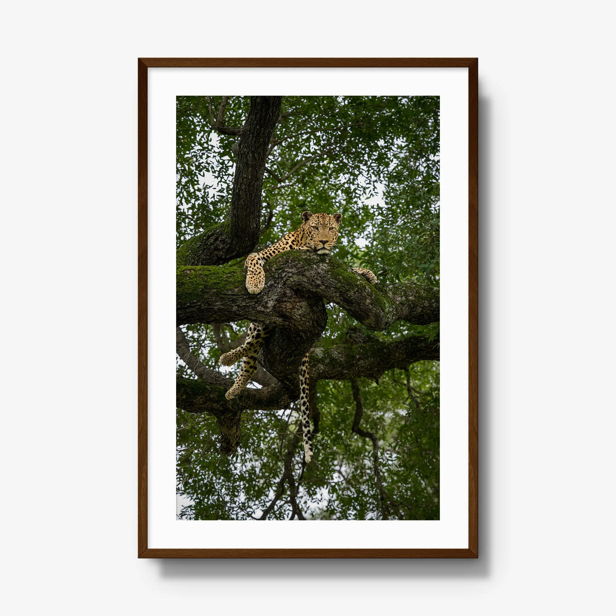 Held by the Branch — gallery / brown / mat