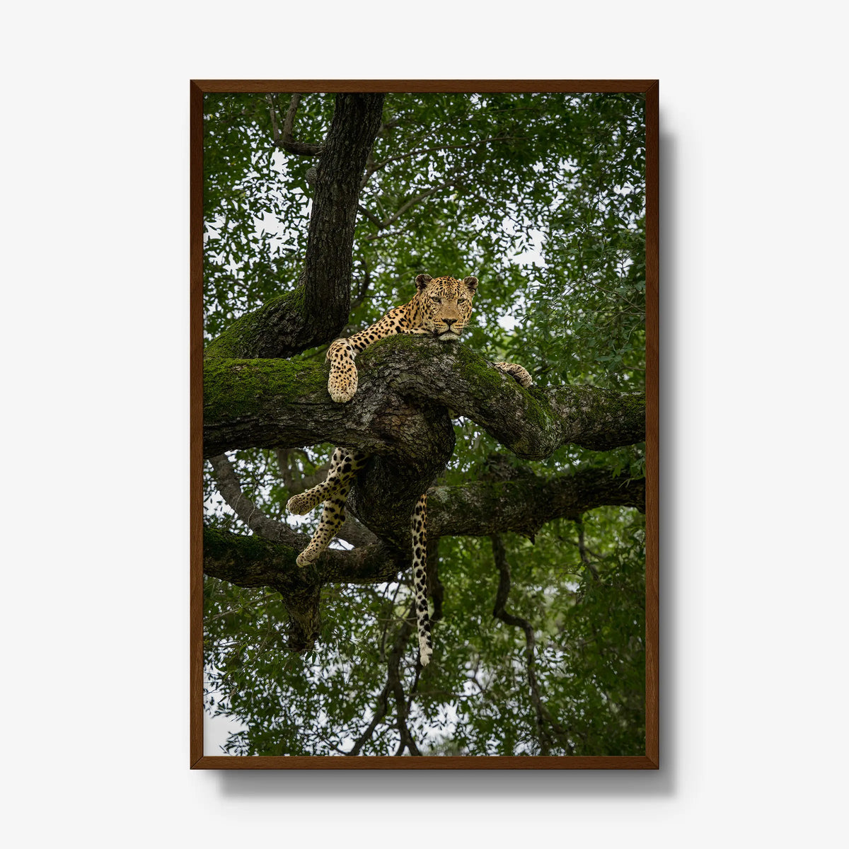 Held by the Branch — gallery / brown / full