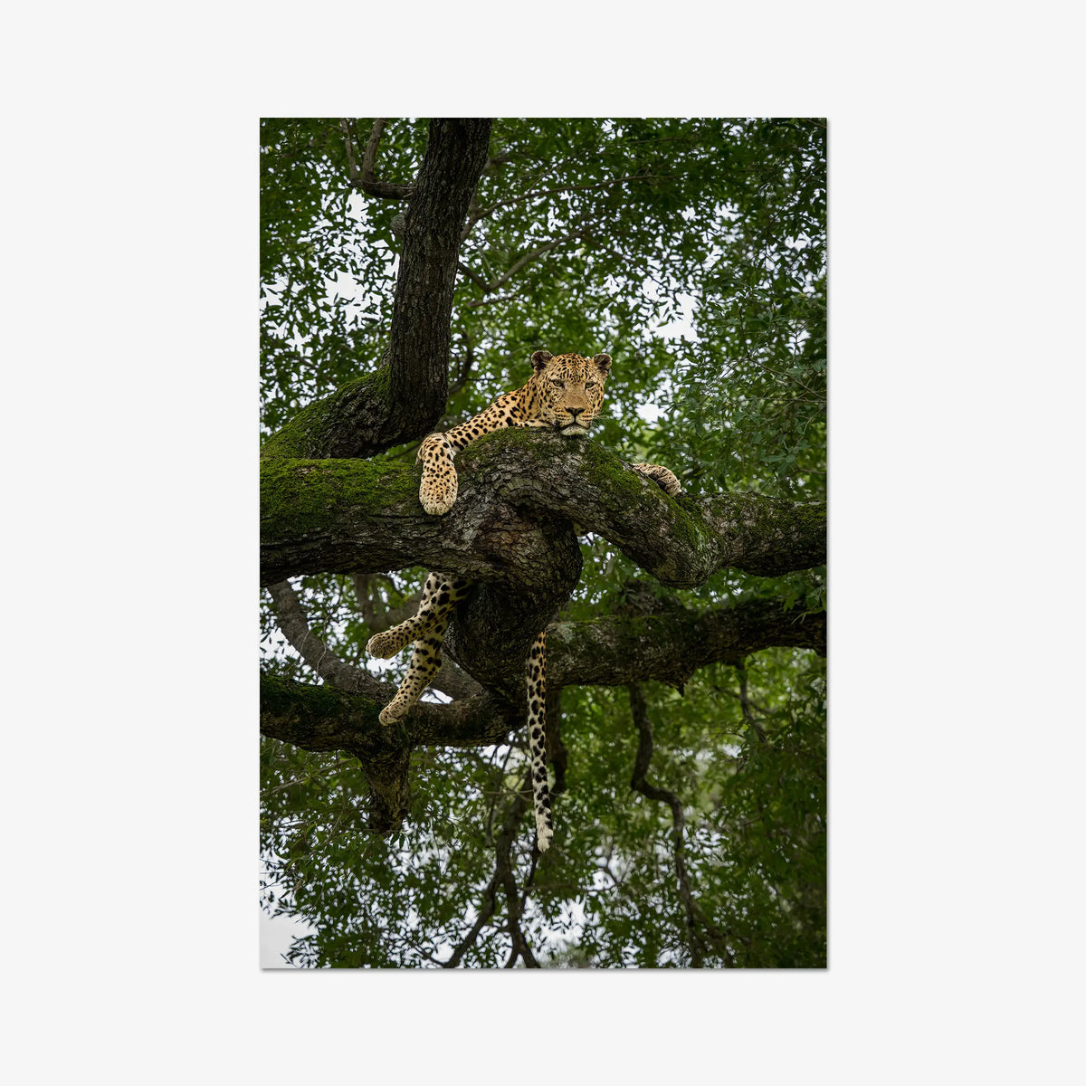 Held by the Branch — gallery / print / n/a
