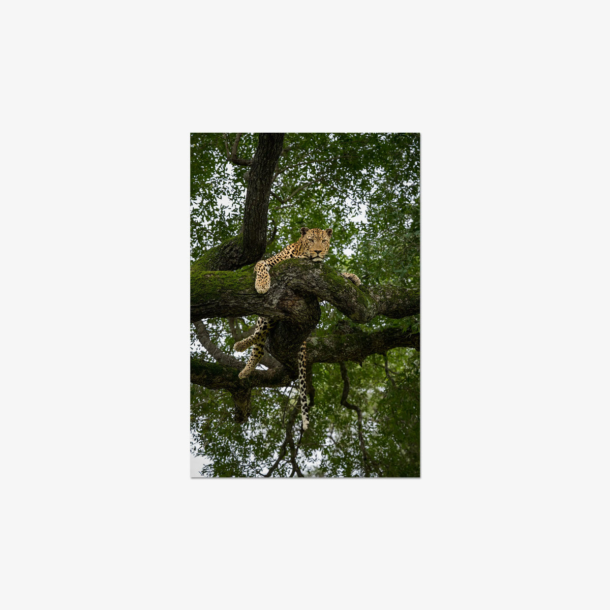Held by the Branch — mini / digital / n/a