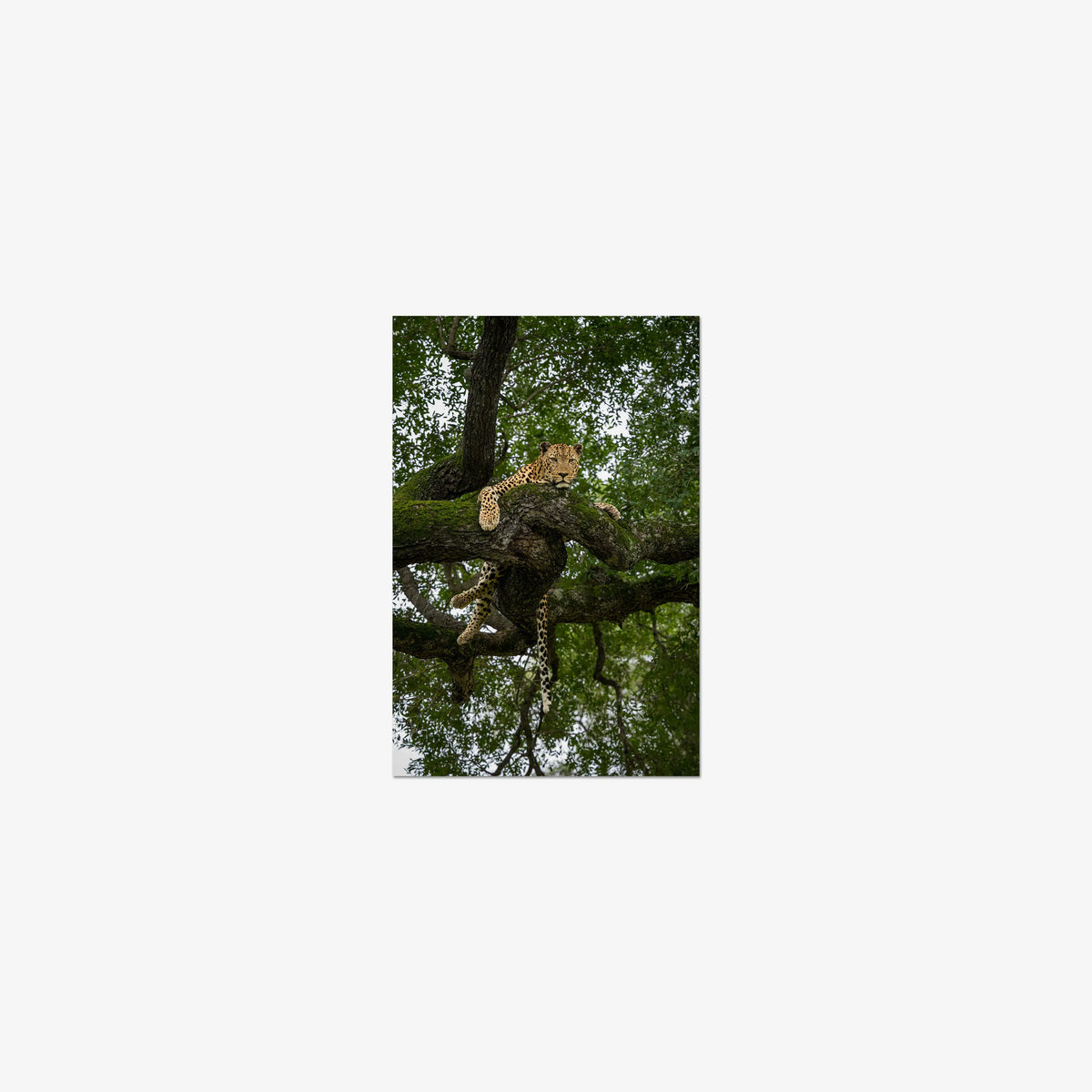 Held by the Branch — mini / print / n/a