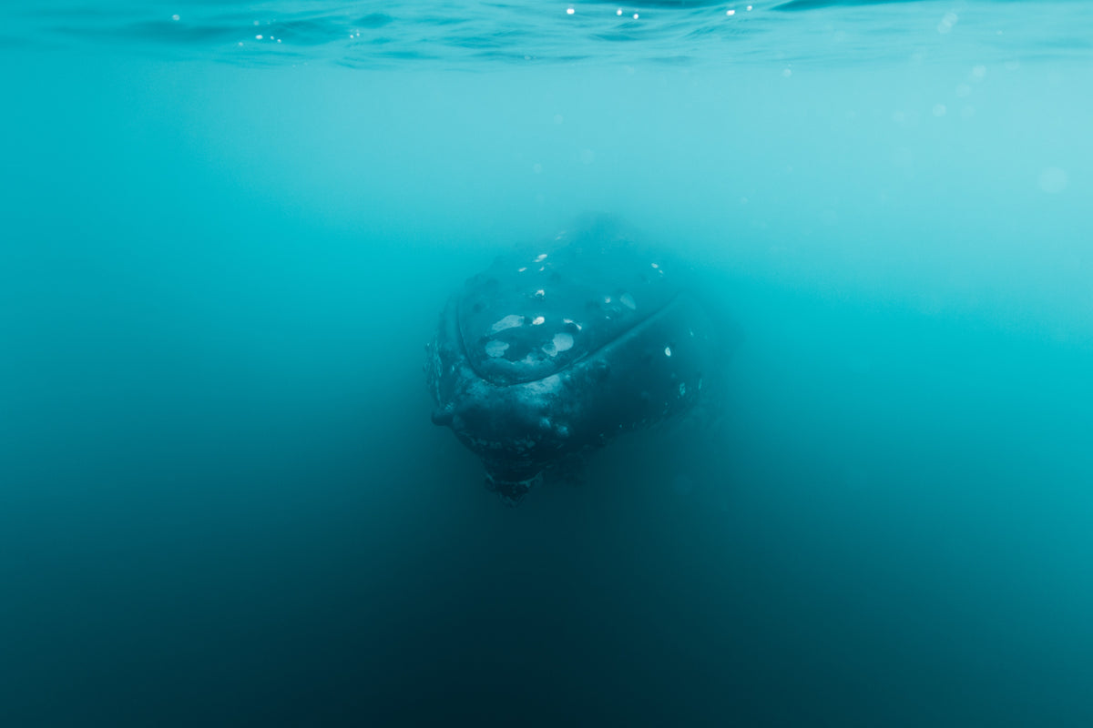 Humpback — scroll pan