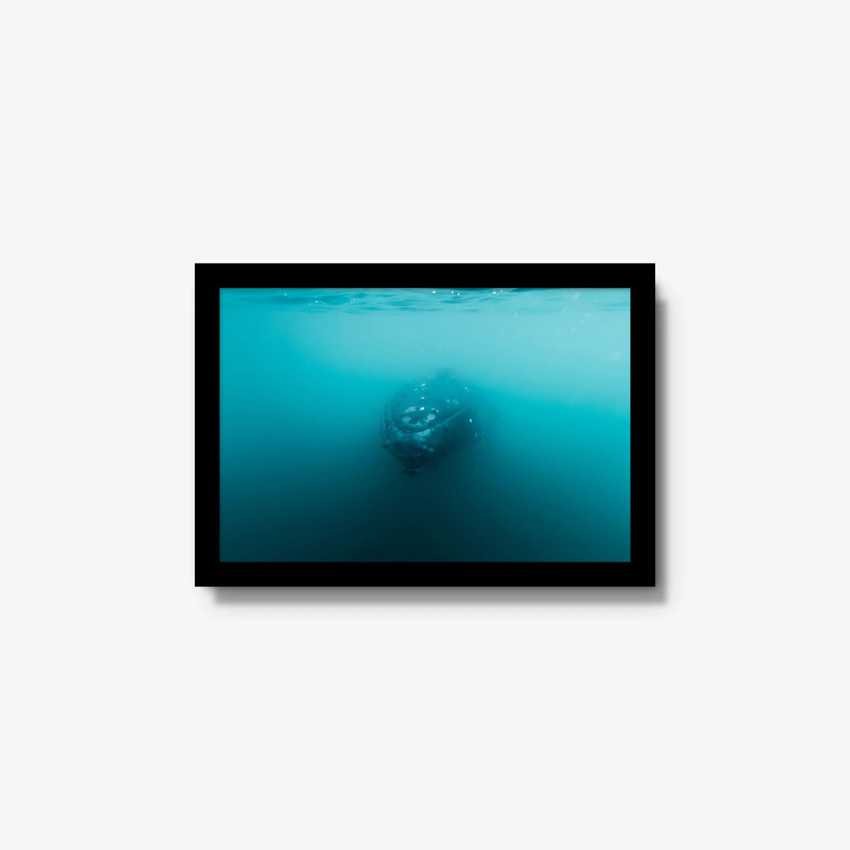 Humpback — small / black / full