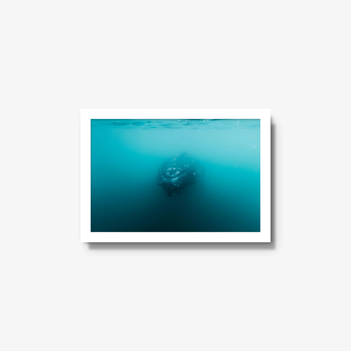 Humpback — small / white / full