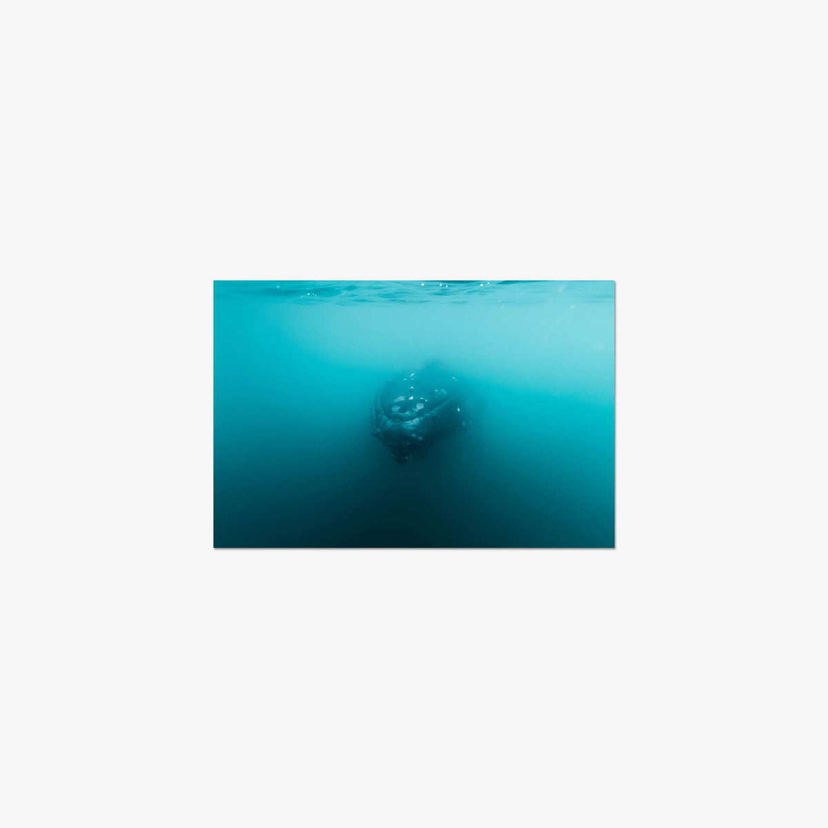 Humpback — small / print / n/a