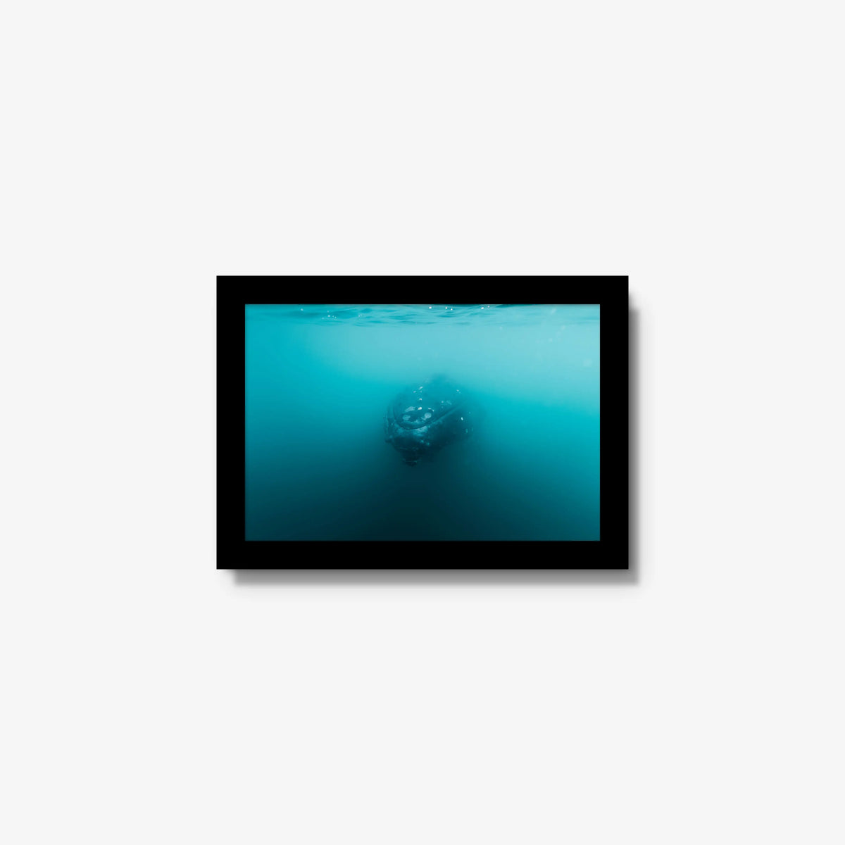 Humpback — mini / black / full