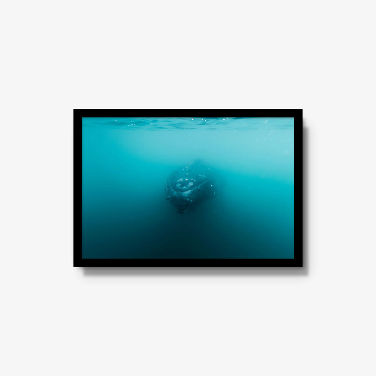 Humpback — medium / black / full