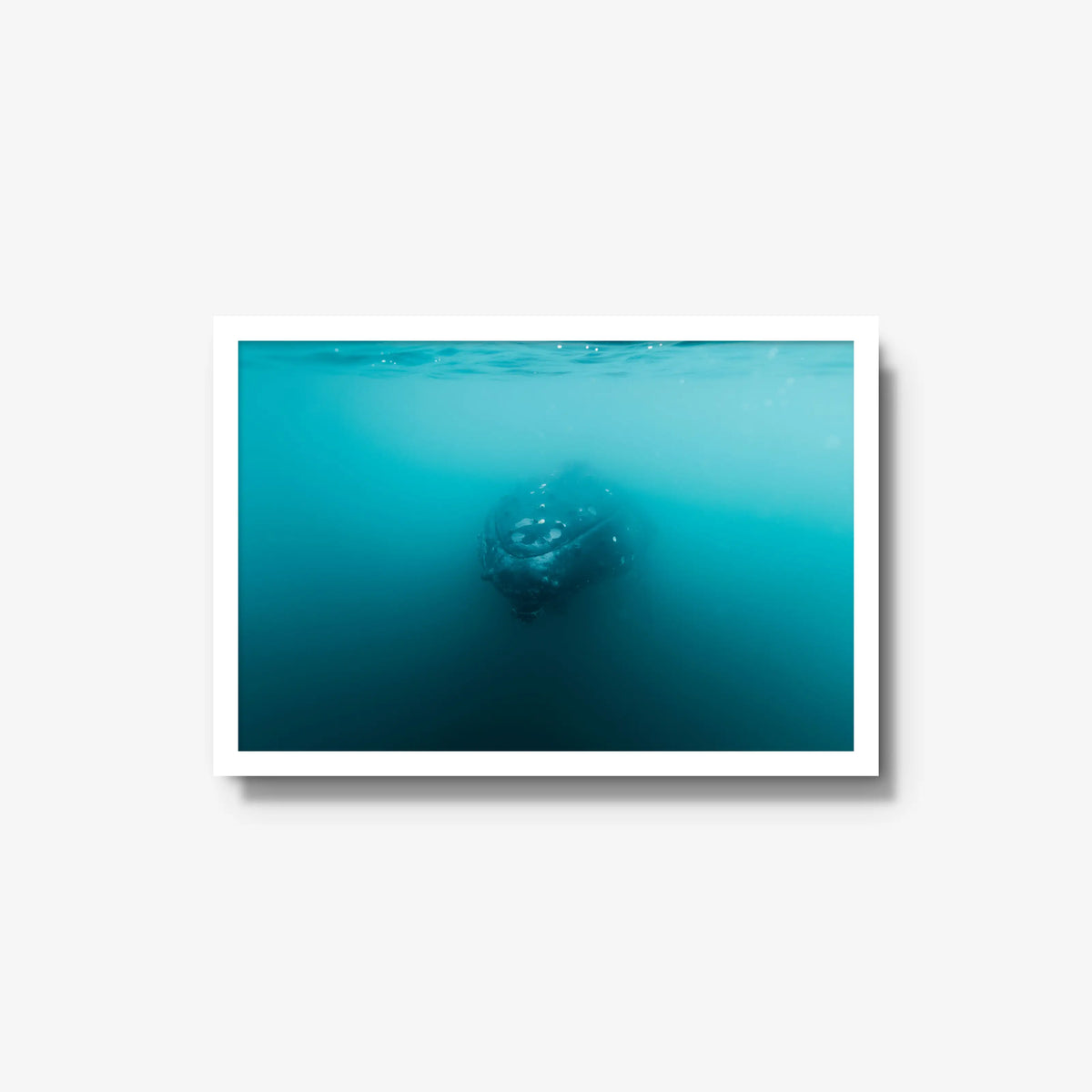 Humpback — medium / white / full
