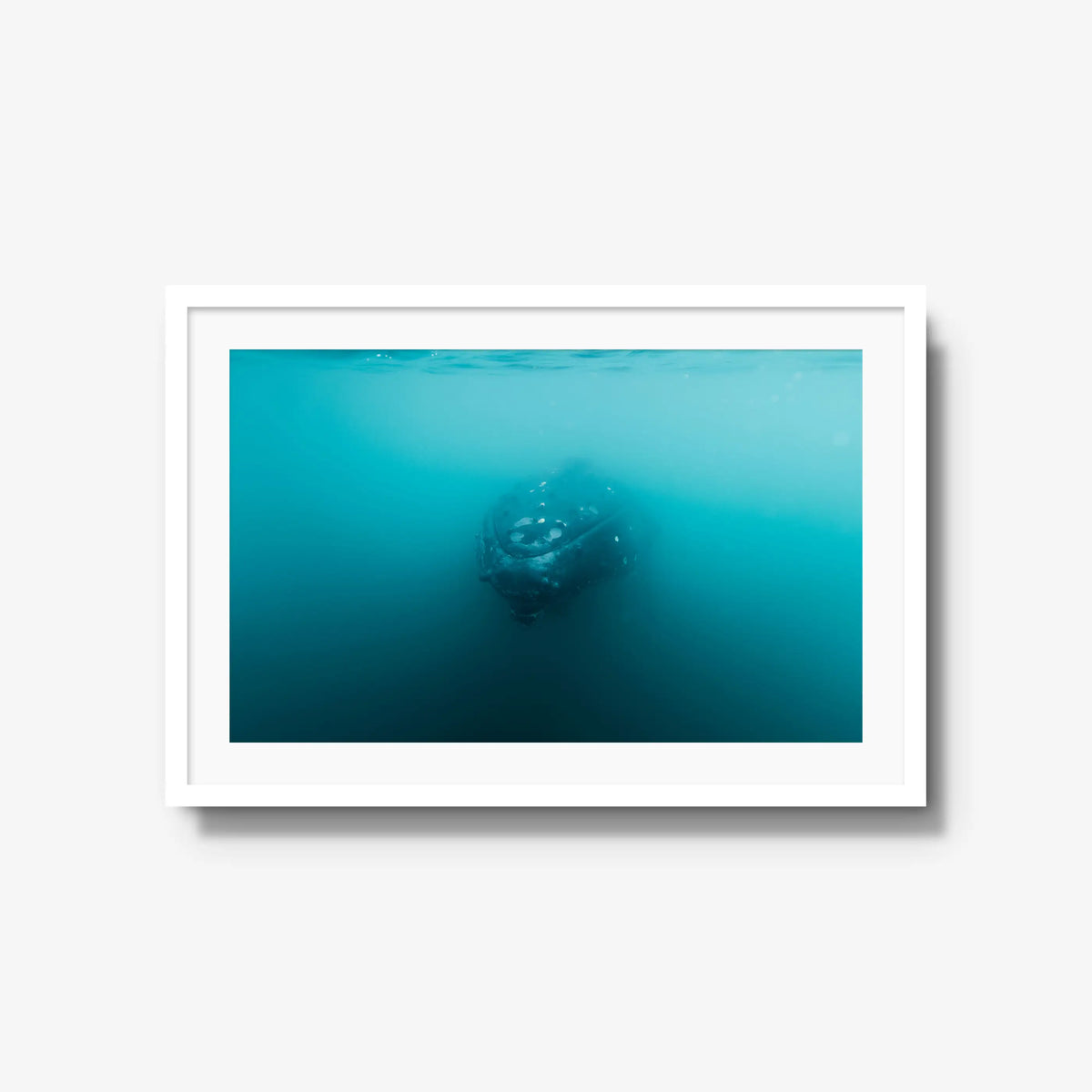 Humpback — large / white / mat
