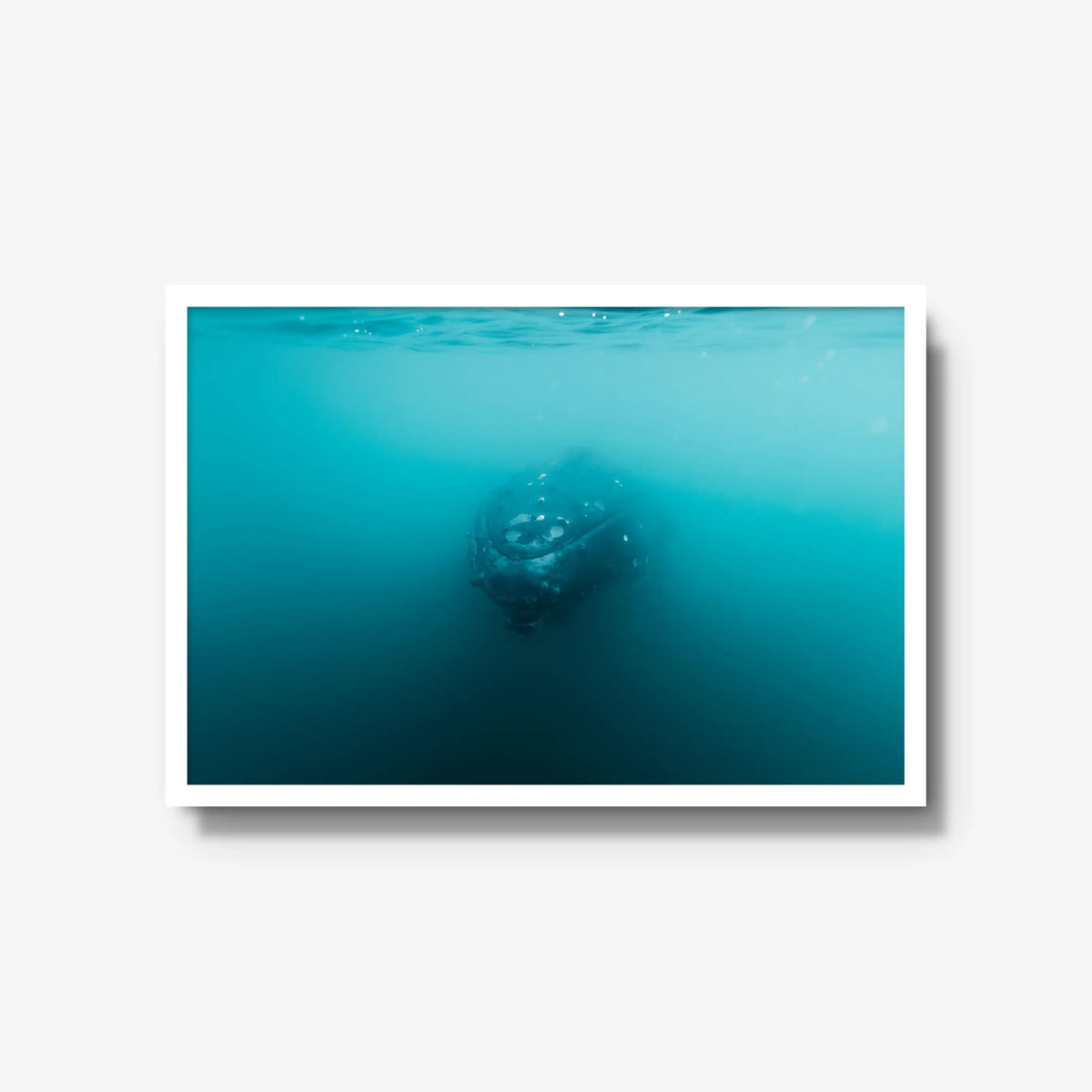 Humpback — large / white / full