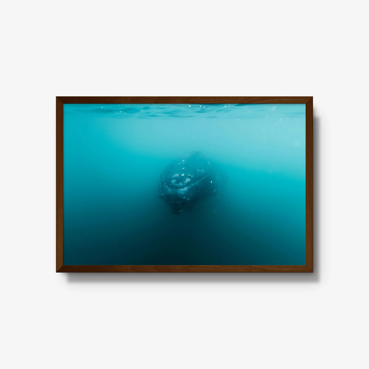 Humpback — large / brown / full