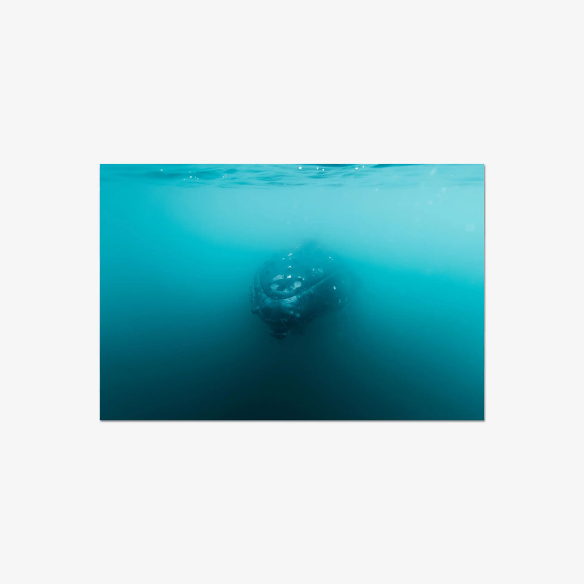 Humpback — large / print / n/a
