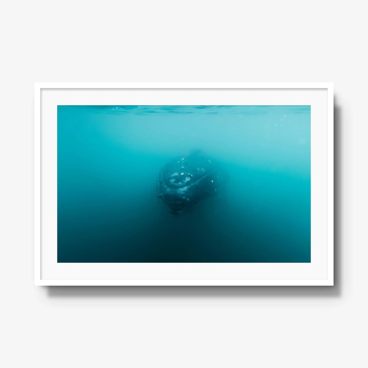 Humpback — gallery / white / mat