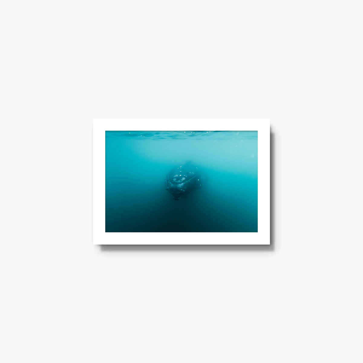 Humpback — mini / white / full