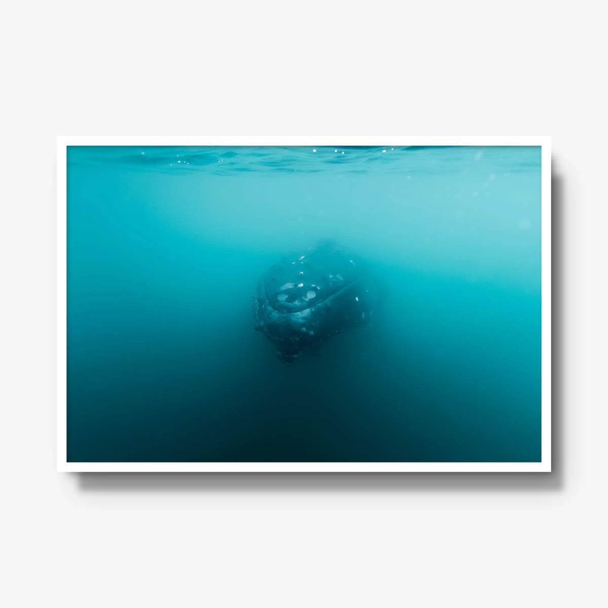 Humpback — gallery / white / full
