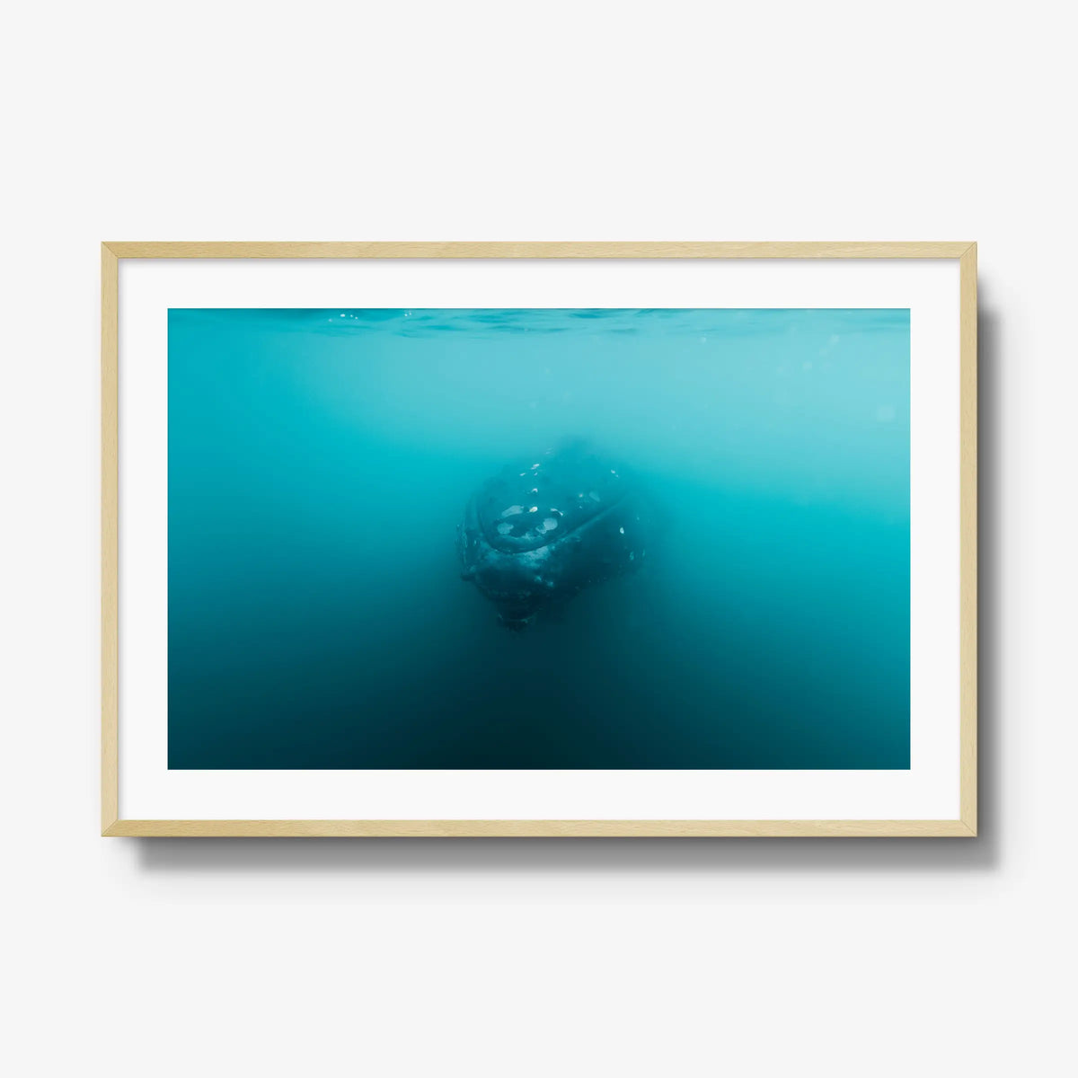 Humpback — gallery / natural / mat