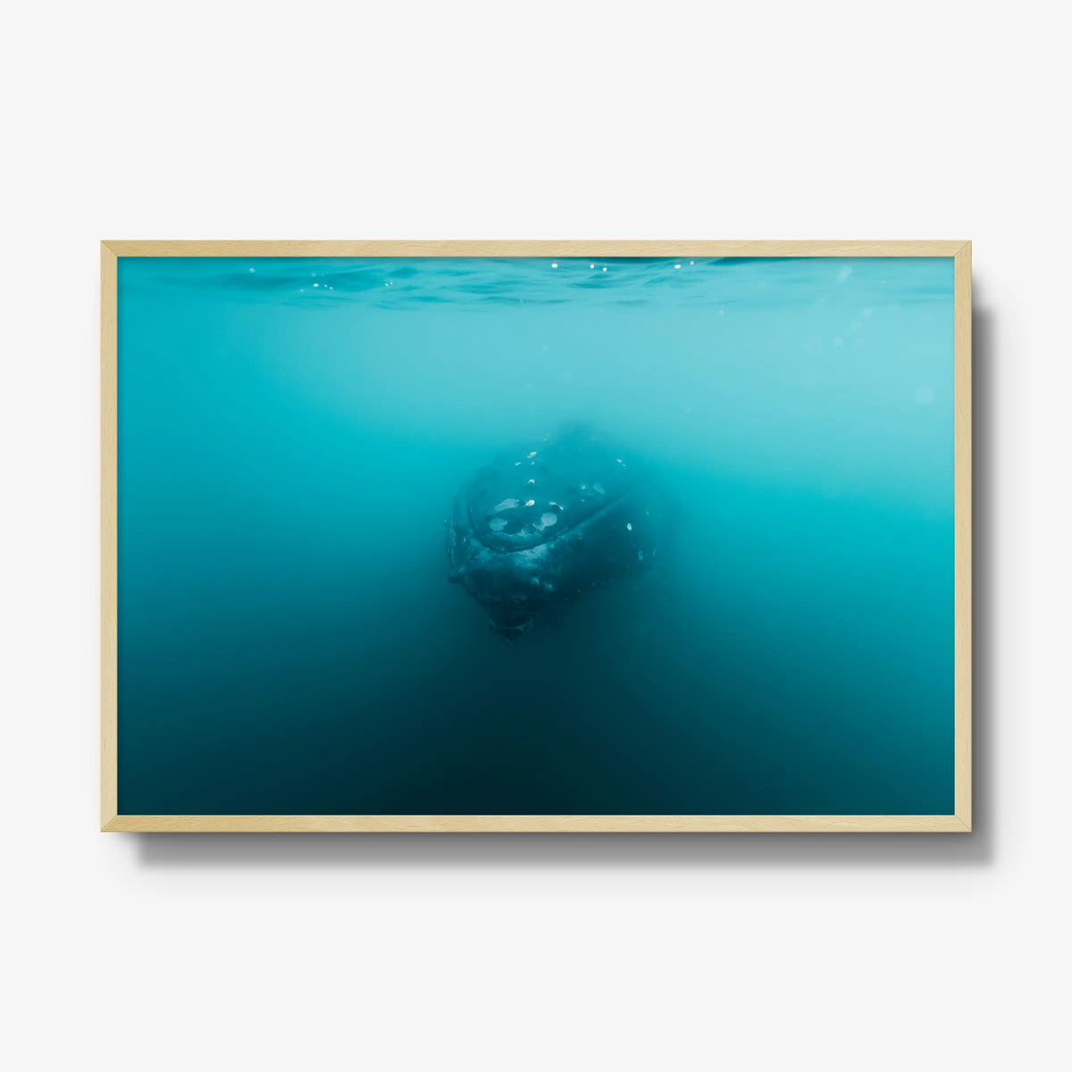 Humpback — gallery / natural / full