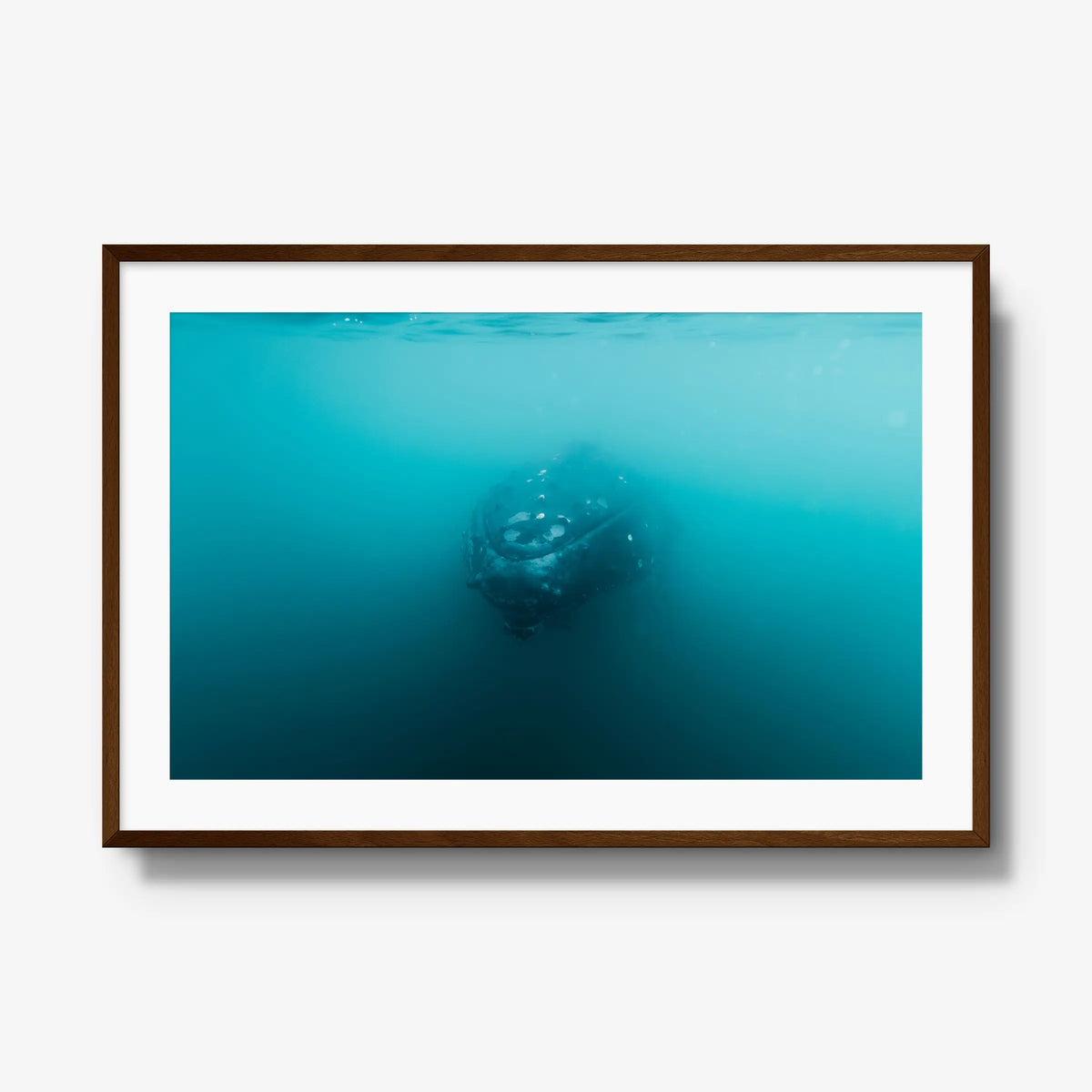 Humpback — gallery / brown / mat