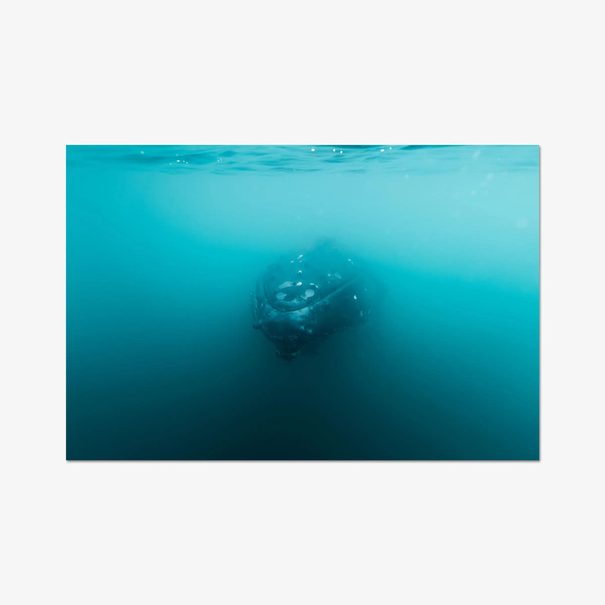 Humpback — gallery / print / n/a
