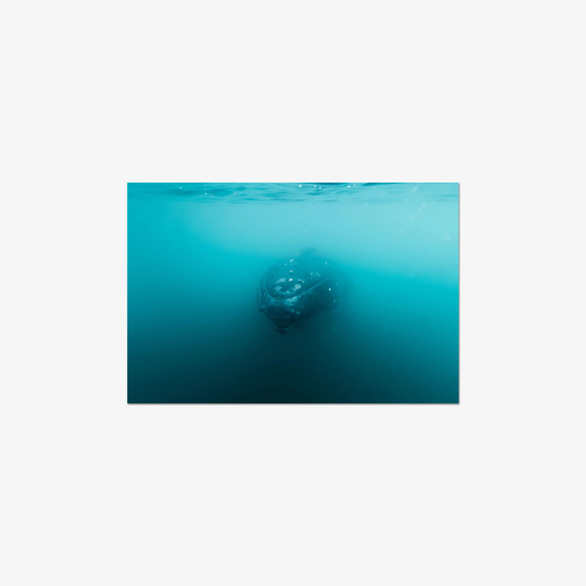 Humpback — mini / digital / n/a